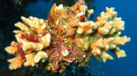 025 Bryo corne d'elan (Dentiporella sardonica)